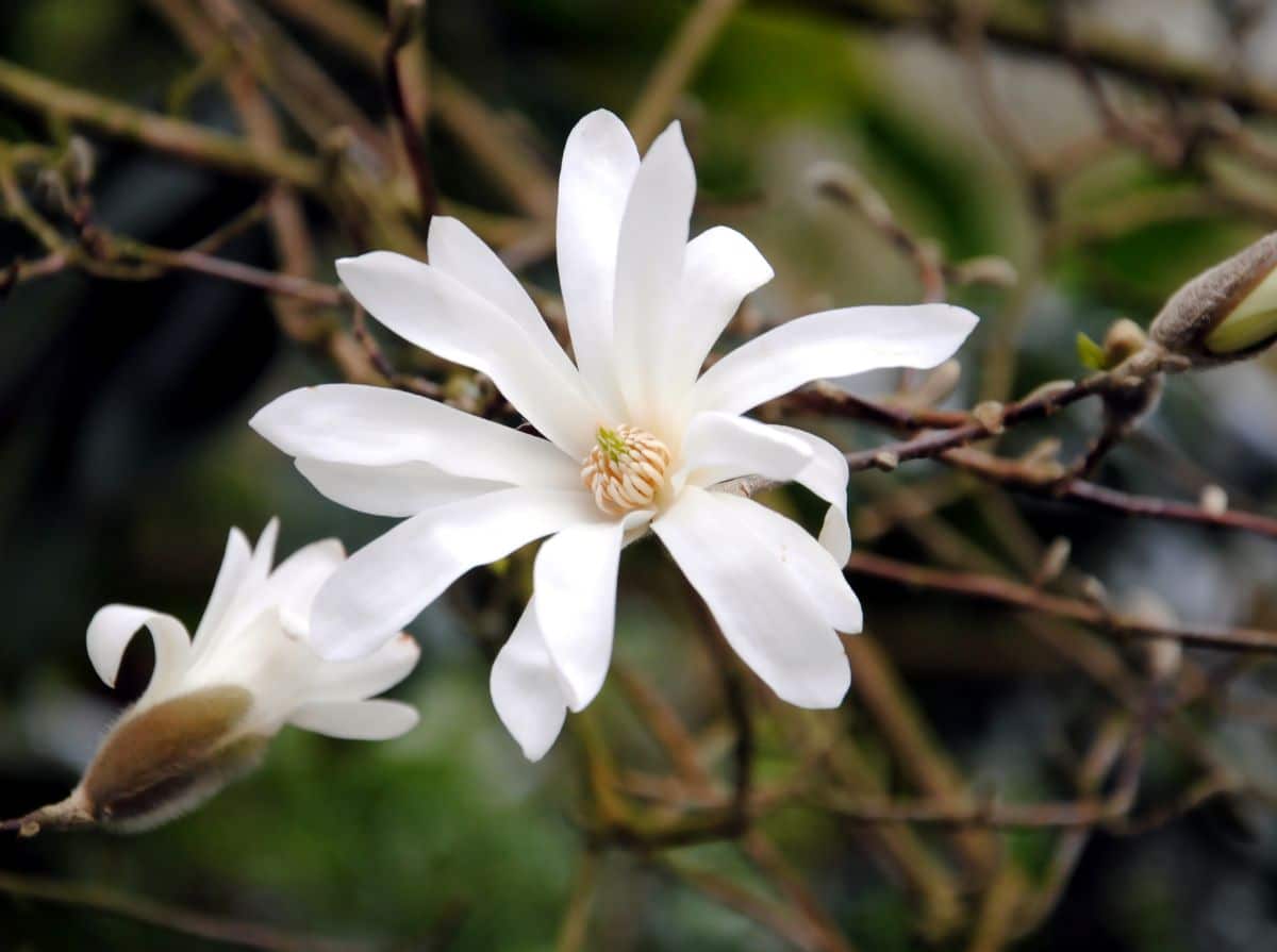 Star Magnolia is the best Magnolia choice for a moon garden