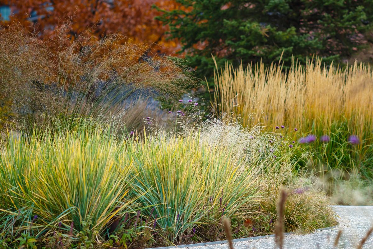 Ornamental grasses reduce the need for lawn mowing