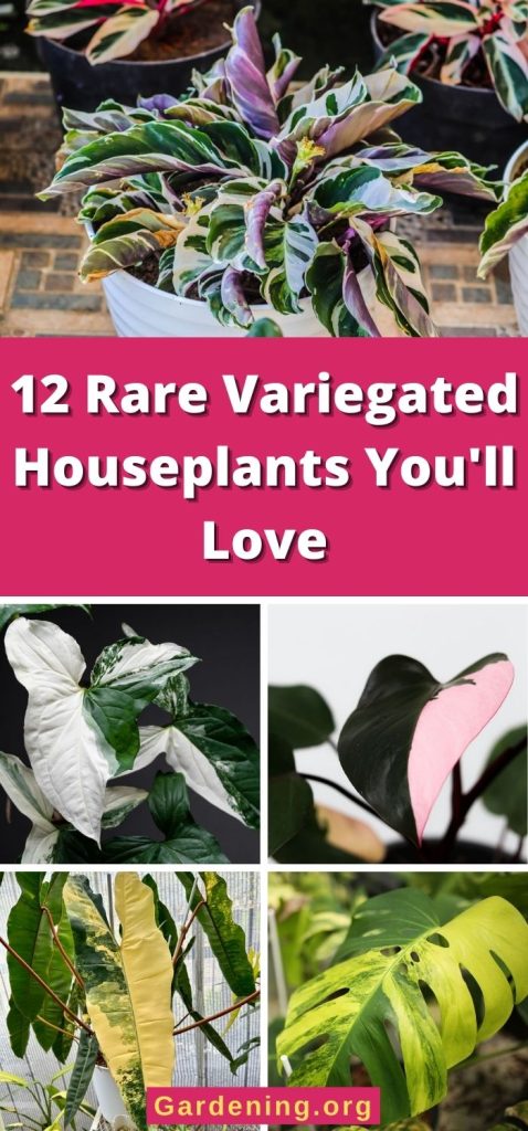 12 Rare Variegated Houseplants You'll Love pinterest image.