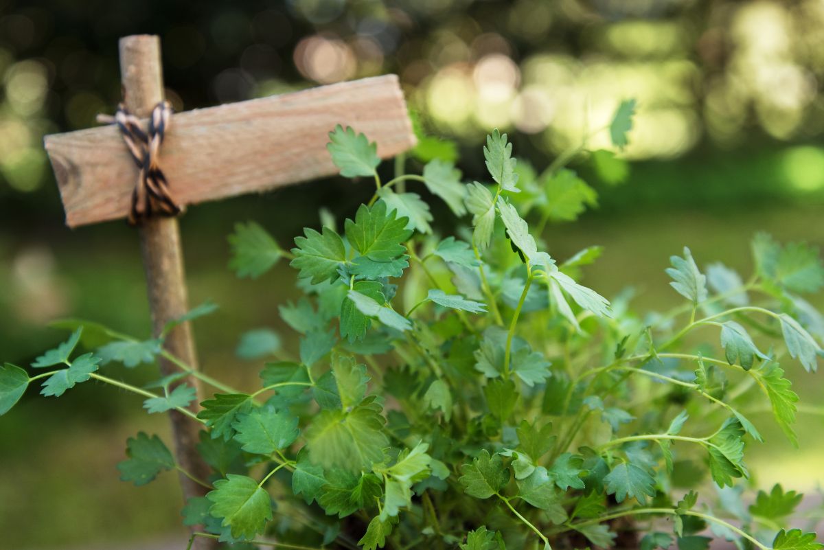 Salad burnet herb looks like parsley