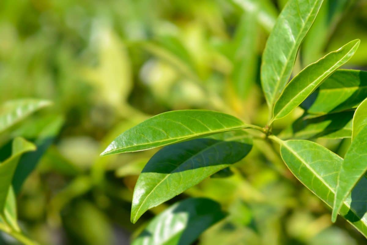 Skip laurel prefers to grow in shade