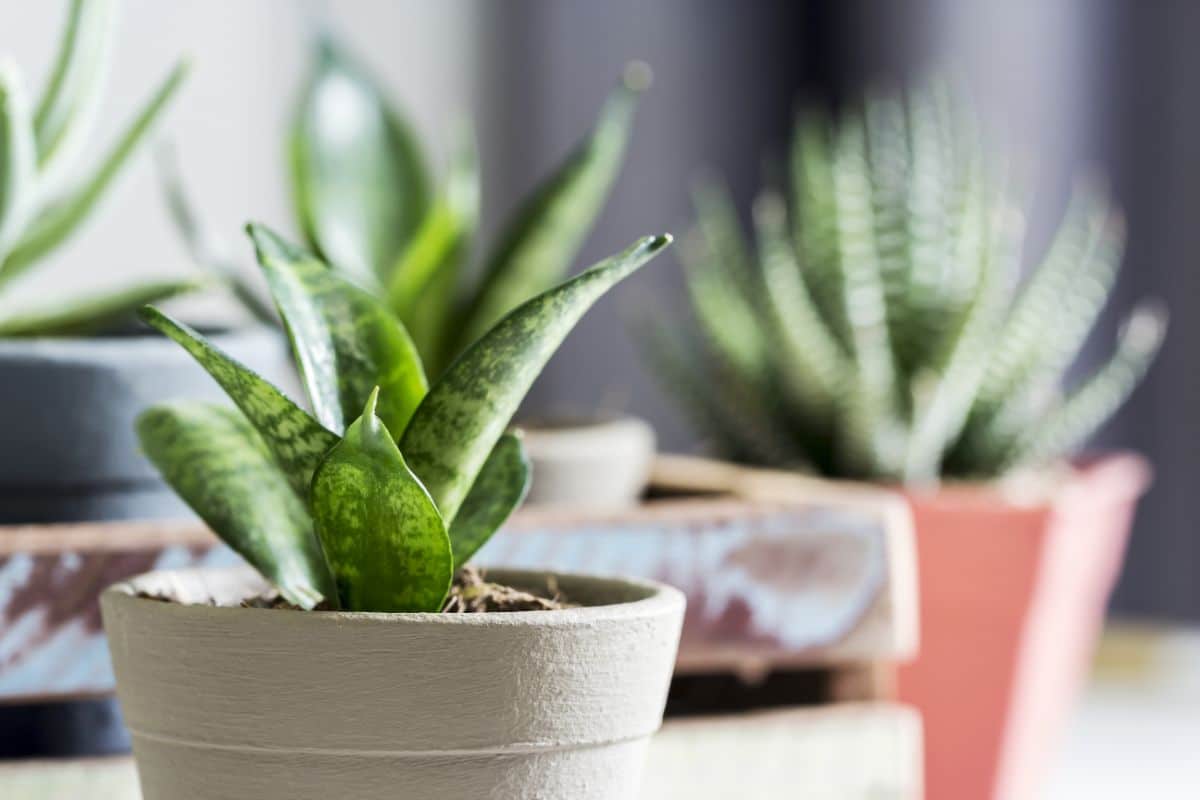Snake plants thrive on neglect and low care