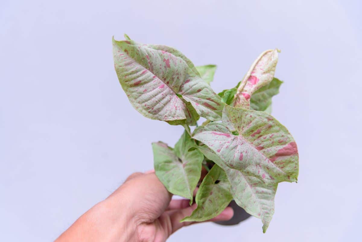 Arrowhead plant Milk Confetti variety with splashes of pink on the leaves