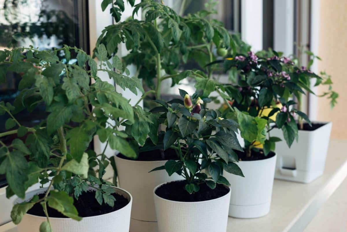 Vegetable plants moved inside for longer growing