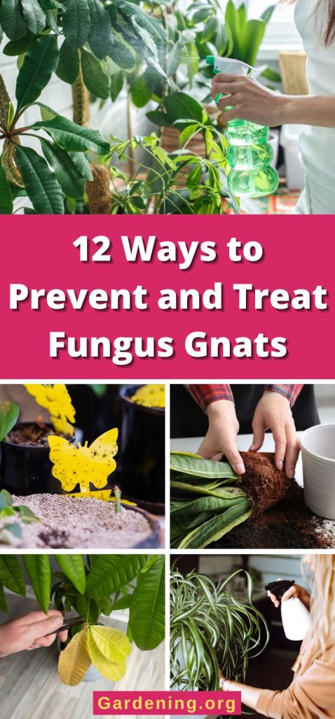 12 Ways to Prevent and Treat Fungus Gnats pinterest image.