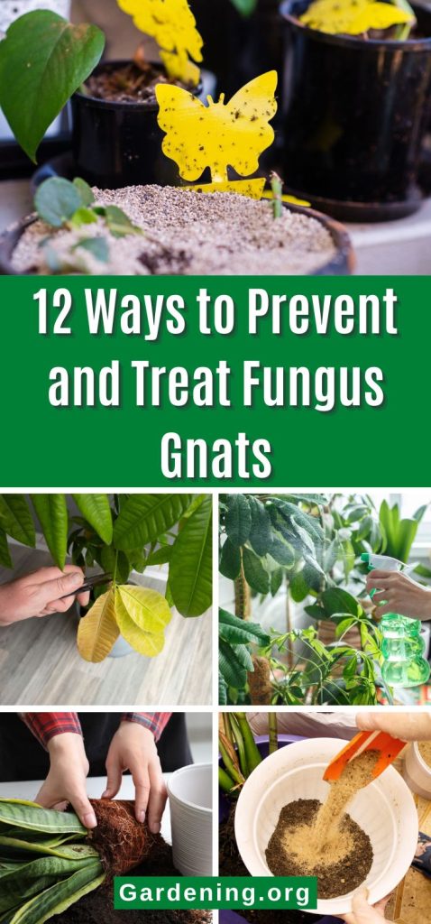 12 Ways to Prevent and Treat Fungus Gnats pinterest image.