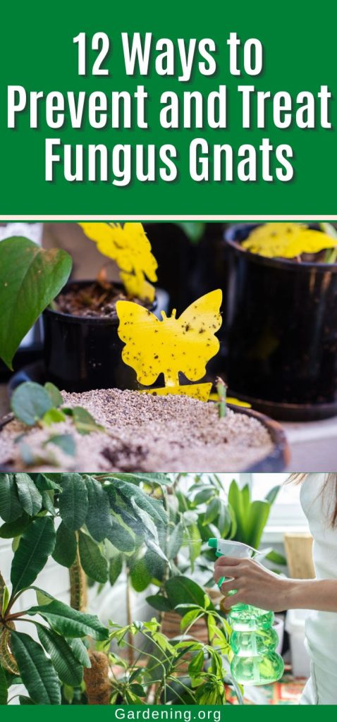 12 Ways to Prevent and Treat Fungus Gnats pinterest image.