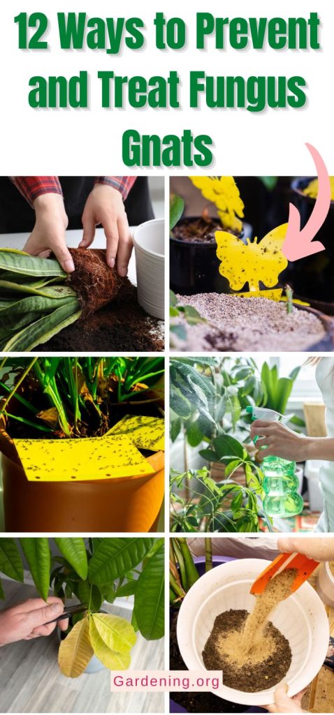 12 Ways to Prevent and Treat Fungus Gnats pinterest image.
