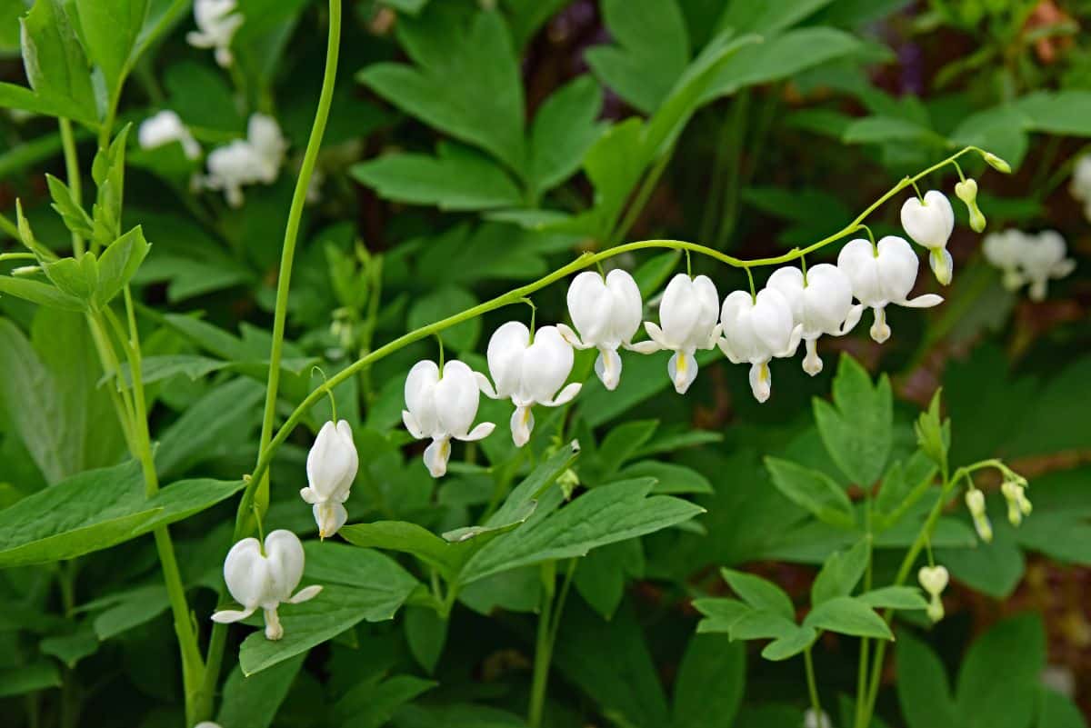 White bleeding hearts can be grown as container plants