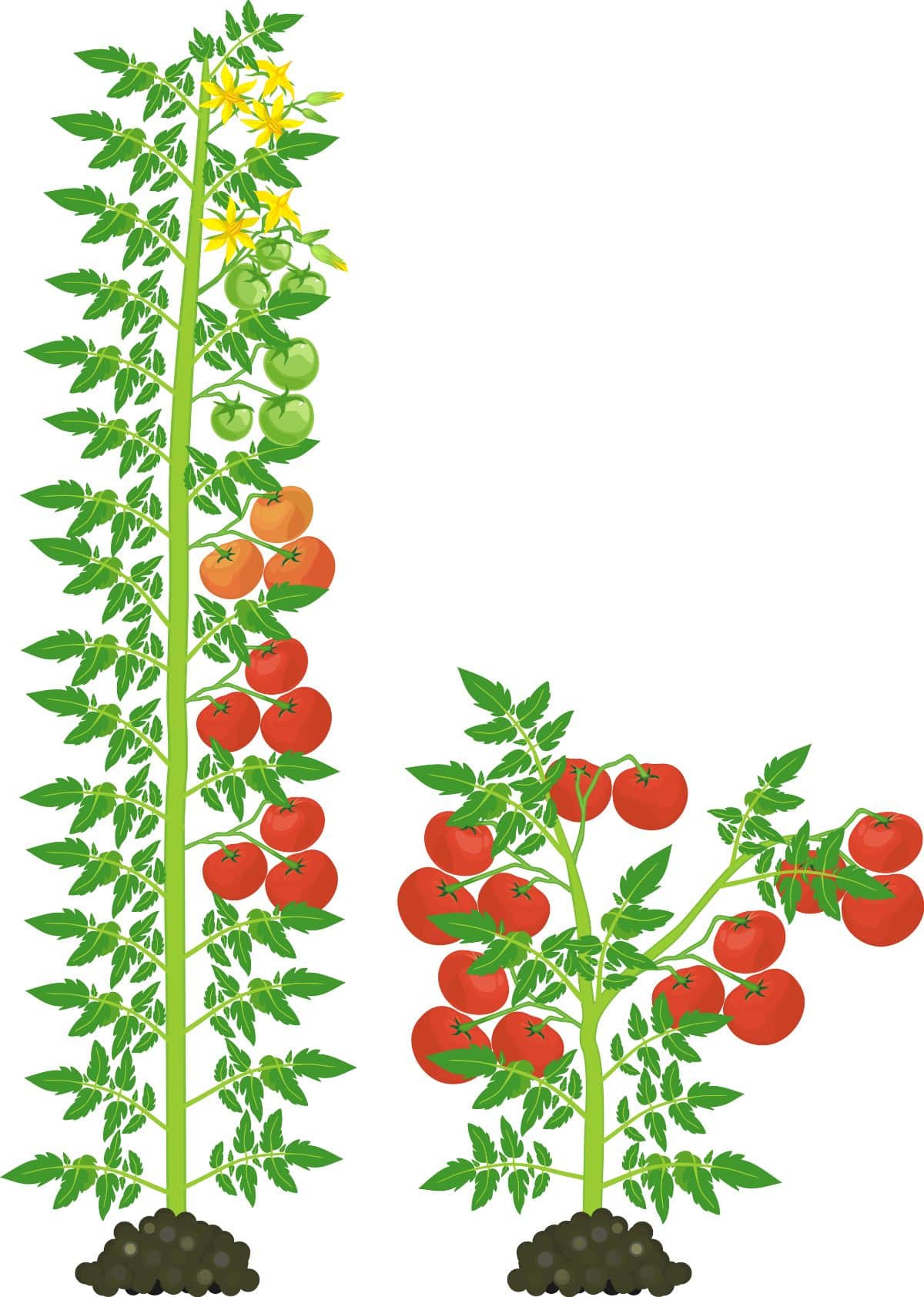 A graphic showing determinate and indeterminate tomato differences