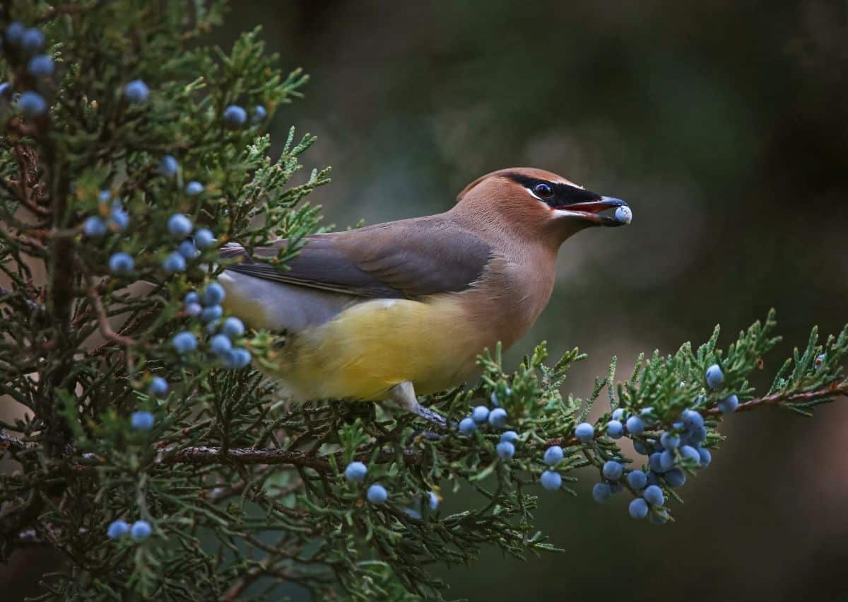 A bird eats a berry off a juniper bush in winter