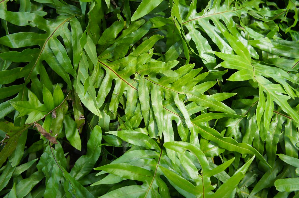 Kangaroo paw fern is an epiphyte