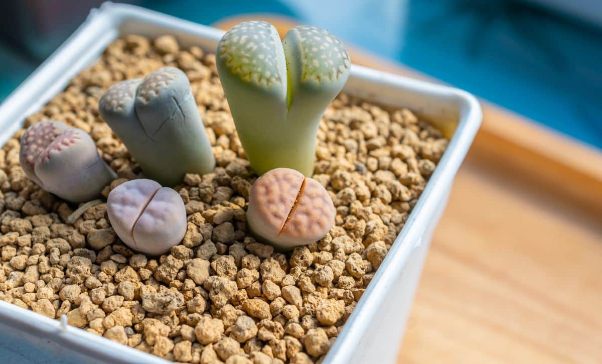 Lithops plant also known as living stones