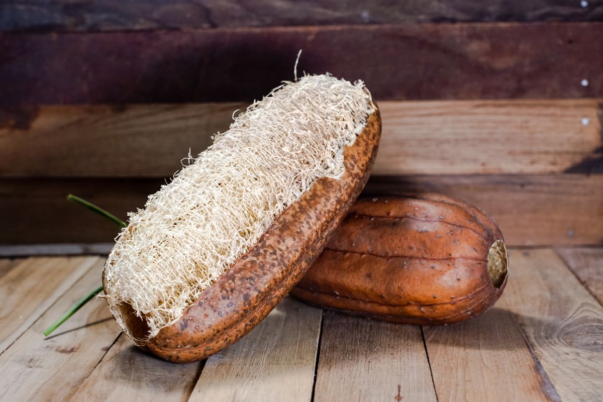 Brown luffa sponge can be grown at home