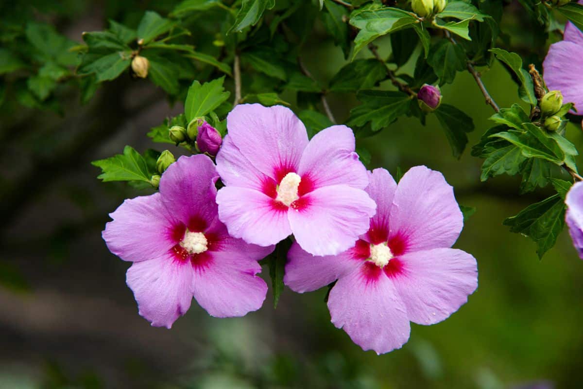 Rose of Sharon flowers lend a tropical look and feel