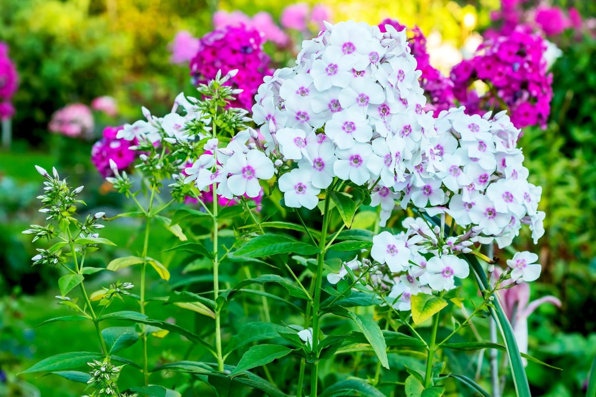 Tall phlox blooms in fall with a nice scent