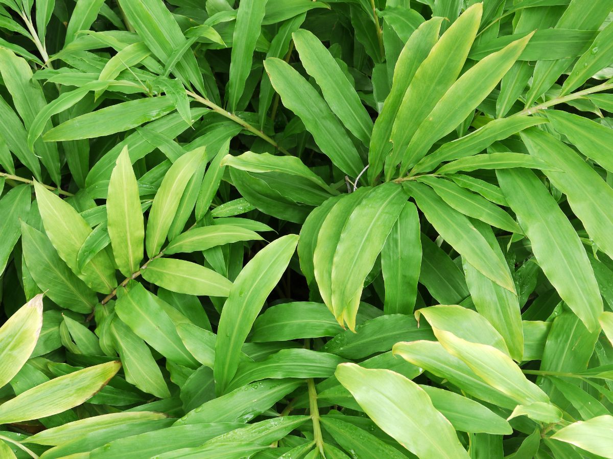 Leaves on a ginger plant