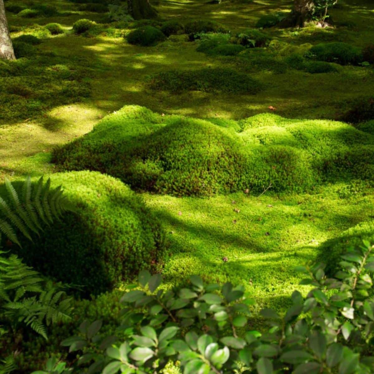 A moss covered garden.