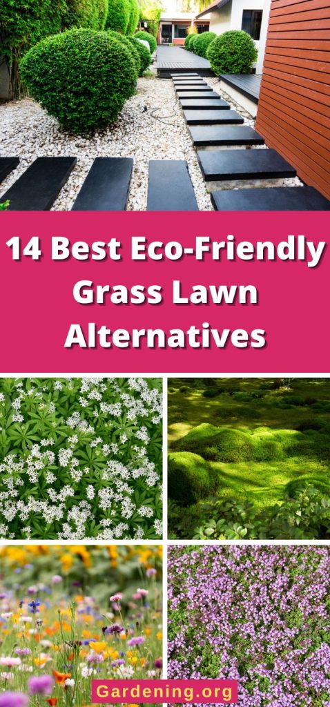 14 Best Eco-Friendly Grass Lawn Alternatives pinterest image.