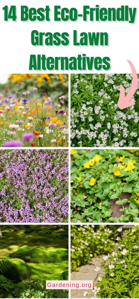 14 Best Eco-Friendly Grass Lawn Alternatives pinterest image.