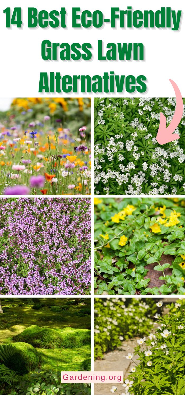 14 Best Eco-Friendly Grass Lawn Alternatives - Gardening