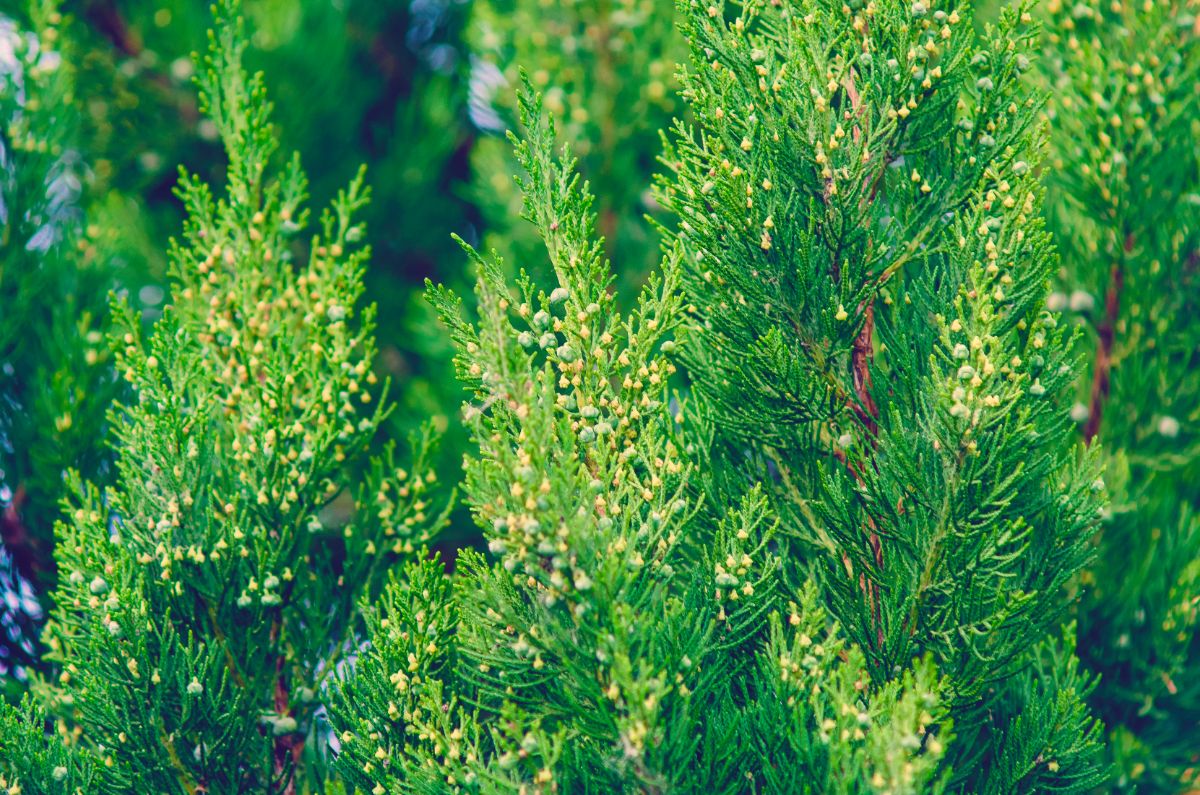 Cedar discourages animal visitors from coming through your yard