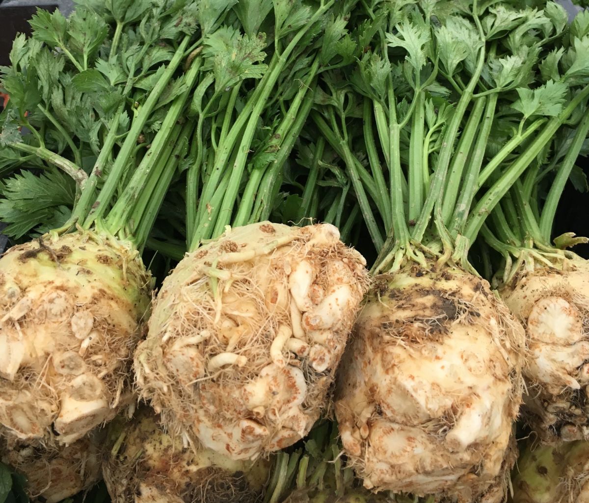 A bundle of cleaned celeriac roots