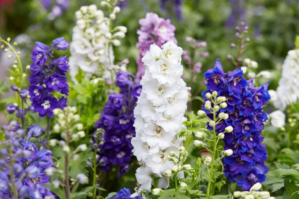 Larkspur or delphinium make nice pressed flowers