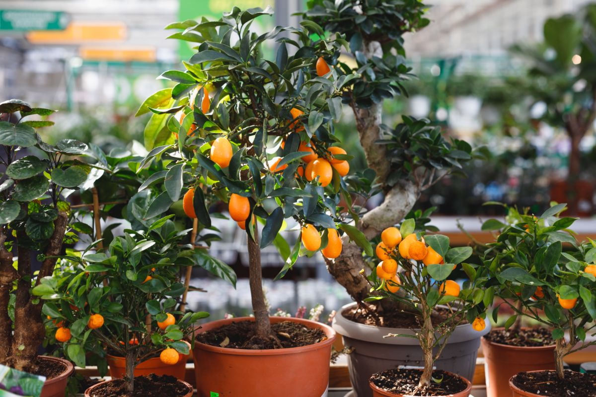 Dwarf citrus plants are a fun way for kids to grow food indoors
