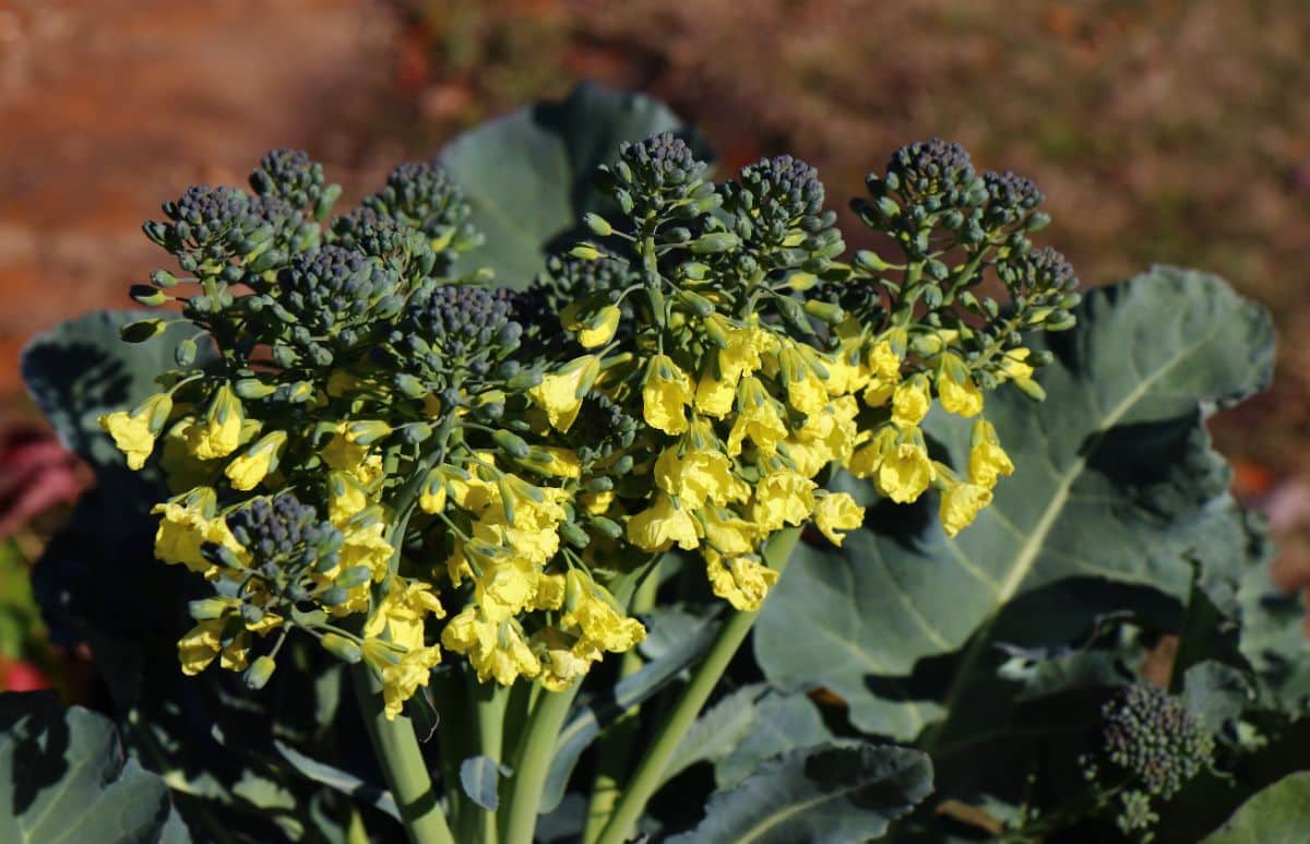 A broccoli plant bolting or going to flower