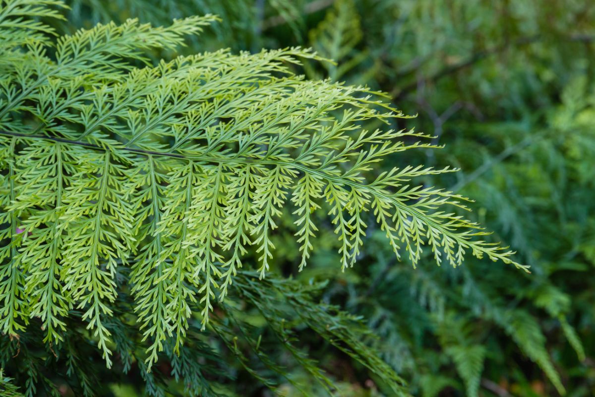 Hen and chicks fern have vivid green leaves