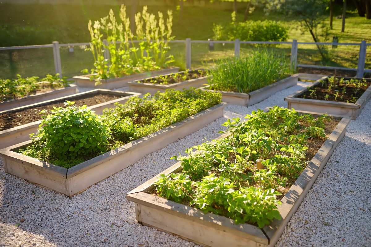 Raised beds sit amongst a graveled walkway growing food instead of grass