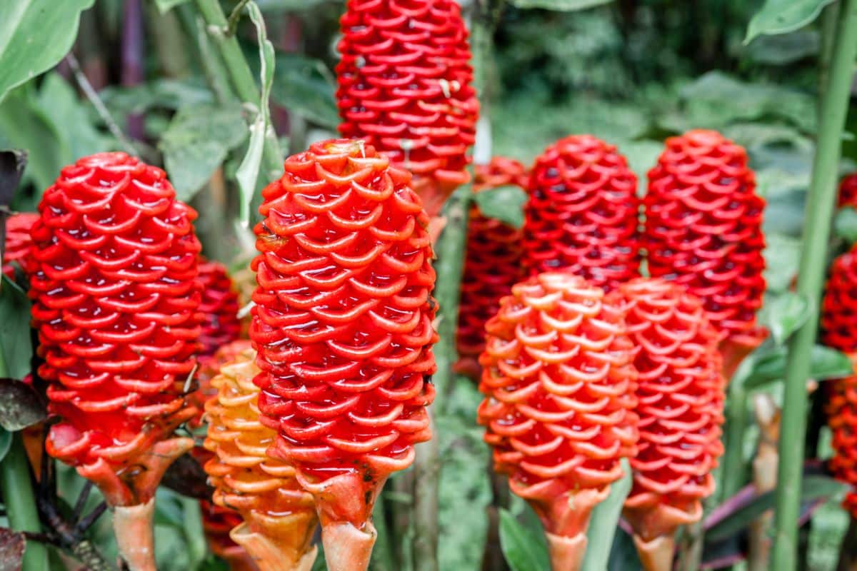 Reddish orange beehive ginger flowers