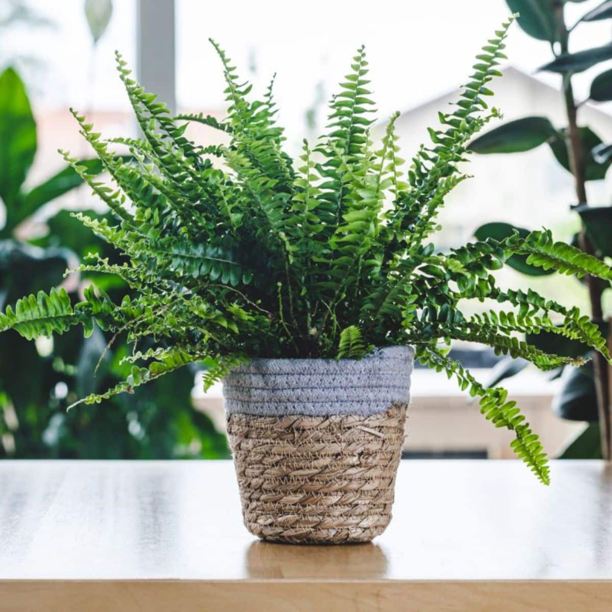 Boston Fern growing in a pot indoors.