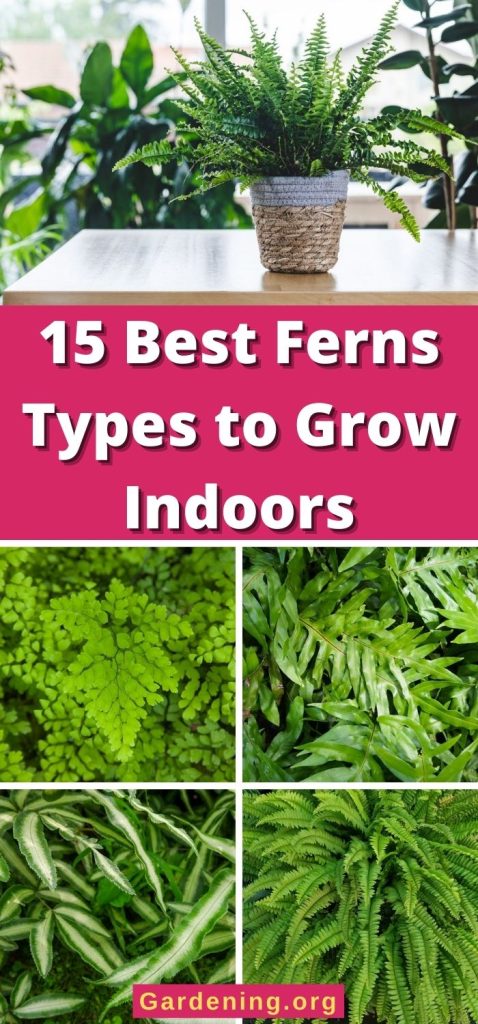 15 Best Ferns Types to Grow Indoors pinterest image.