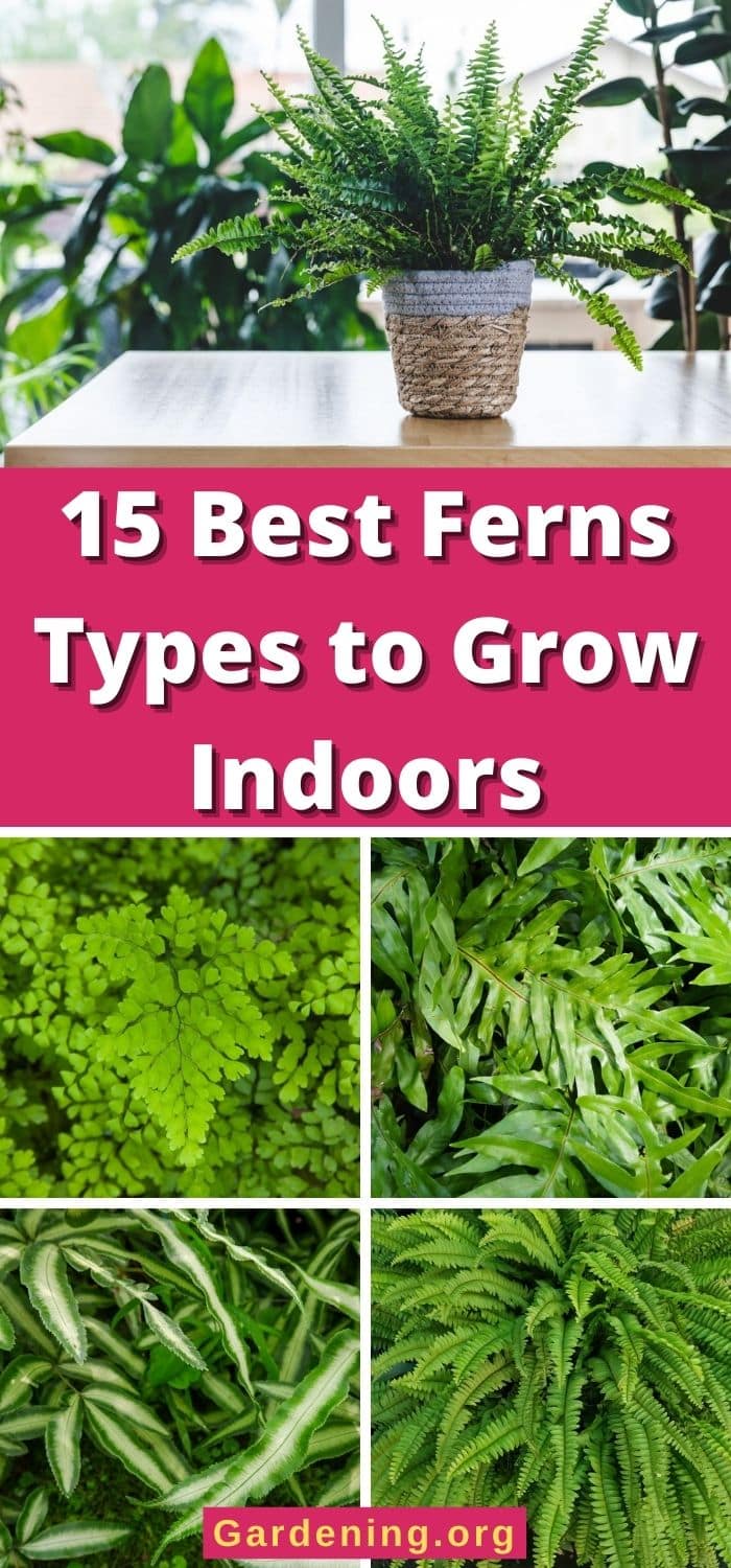 15 Best Fern Varieties to Grow Indoors - Gardening