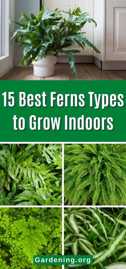 15 Best Ferns Types to Grow Indoors pinterest image.