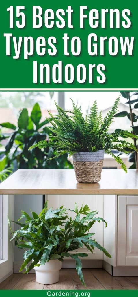 15 Best Ferns Types to Grow Indoors pinterest image.