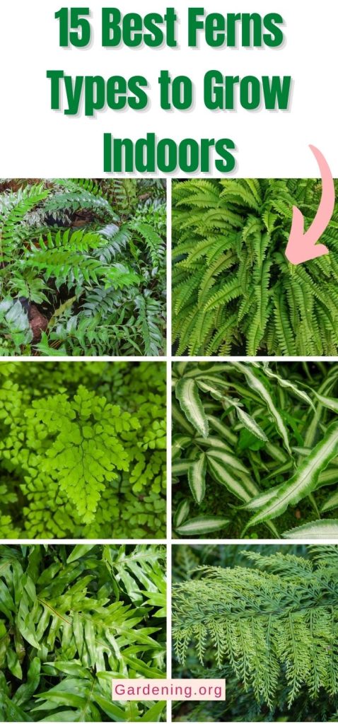 15 Best Ferns Types to Grow Indoors pinterest image.