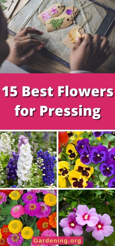 15 Best Flowers for Pressing pinterest image.