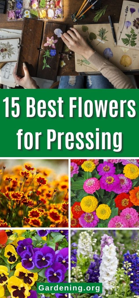 15 Best Flowers for Pressing pinterest image.