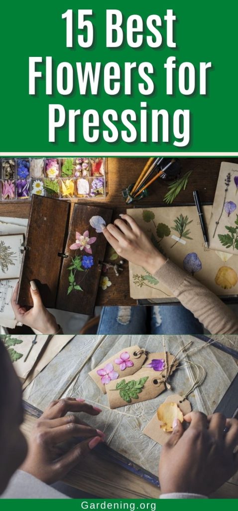 15 Best Flowers for Pressing pinterest image.