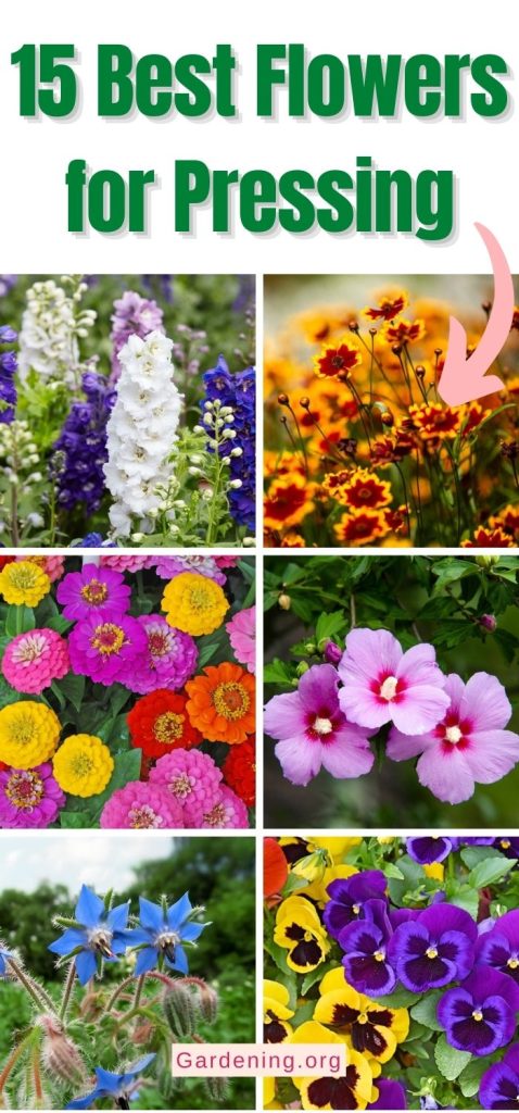 15 Best Flowers for Pressing pinterest image.