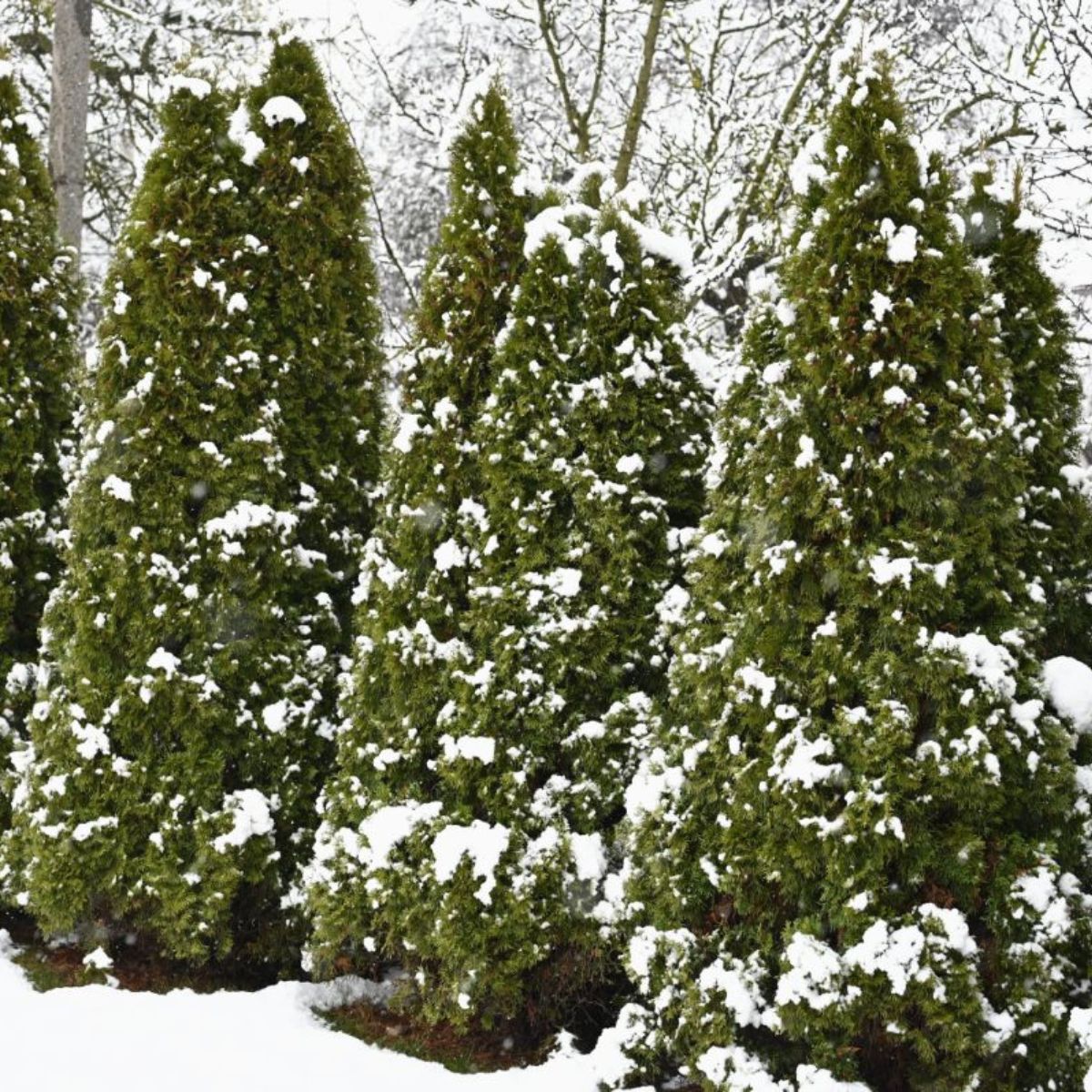 A bunch of thujas covered in snow during the winter.
