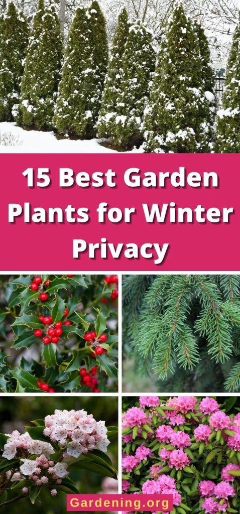 15 Best Garden Plants for Winter Privacy pinterest image.