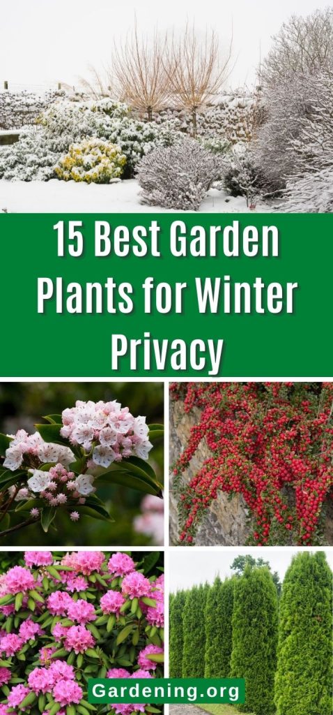 15 Best Garden Plants for Winter Privacy pinterest image.