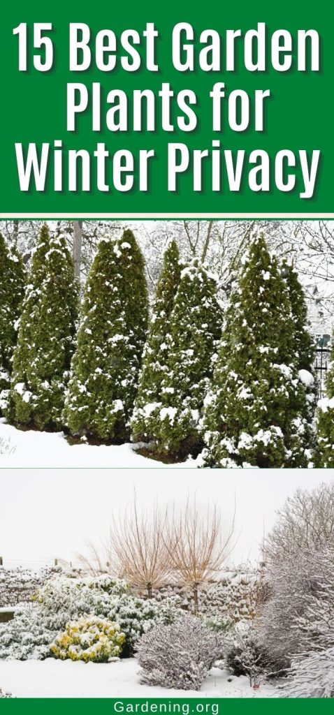 15 Best Garden Plants for Winter Privacy pinterest image.
