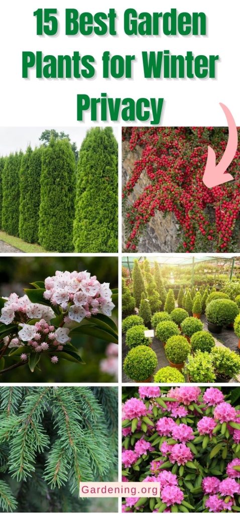 15 Best Garden Plants for Winter Privacy pinterest image.