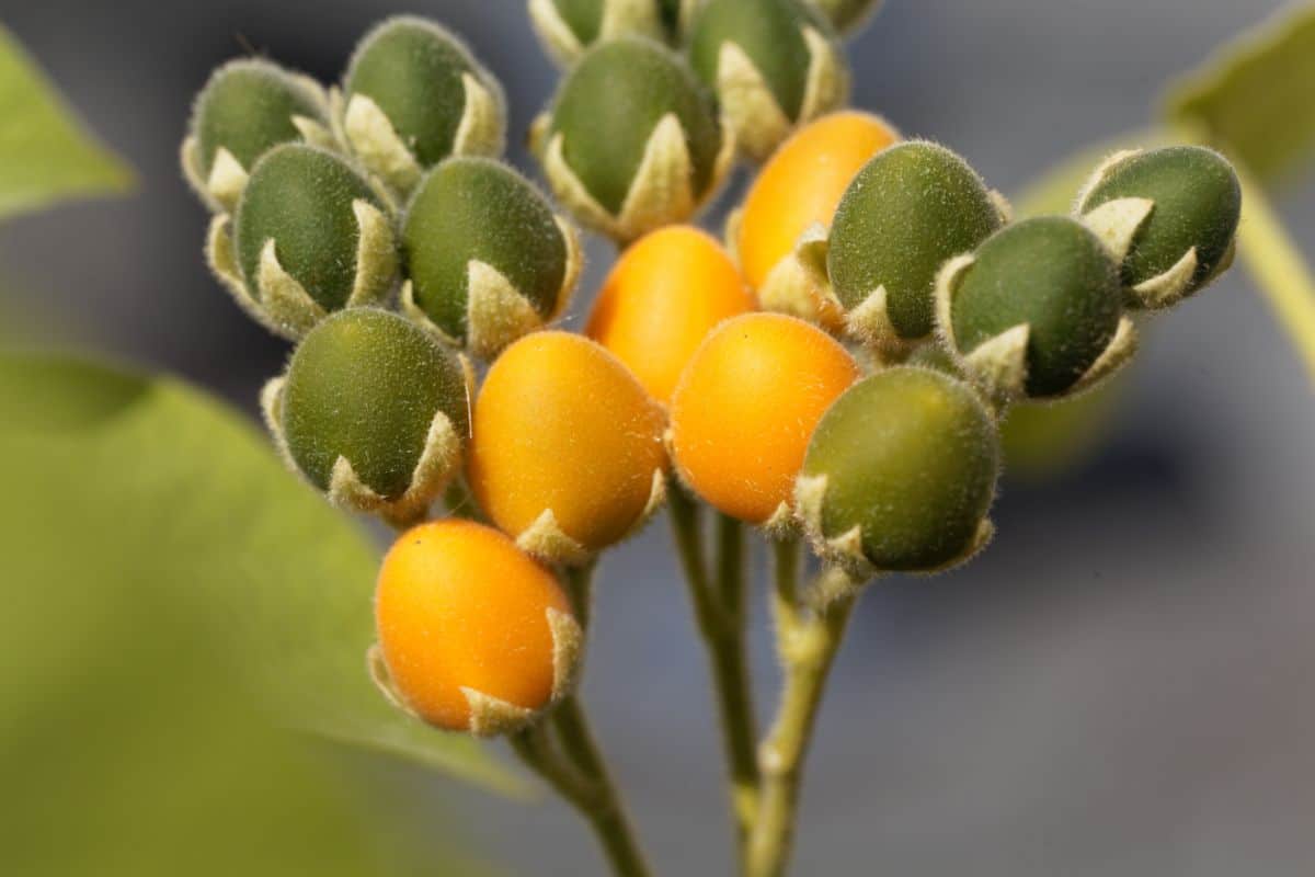 Orange dwarf tamarillos, a fun little homegrown fruit to grow