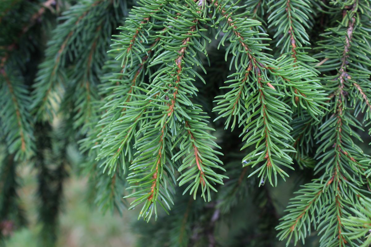 Classic evergreens make good winter privacy plants